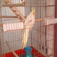 عروس لوتینو