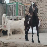 دو بز گلابی و پنجابی با دو کهره چاق کشتنی|حیوانات مزرعه|زابل, |دیوار