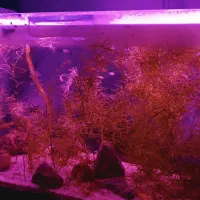 فروش خزه آکواریوم