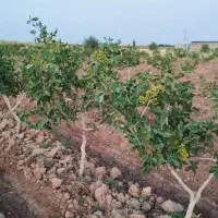 باغ پسته|فروش دفتر صنعتی، کشاورزی، تجاری|بوئین زهرا, |دیوار