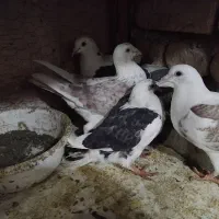 کبوترجفتگاه وپرشی|پرنده|مشهد, خواجه ربیع|دیوار