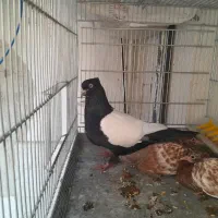 کبوترسرته قهوه ای|پرنده|کرمانشاه, |دیوار