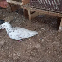 کبوتر ابلغ|پرنده|گتوند, |دیوار