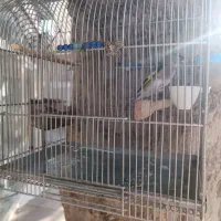 جوجه سهره نر|پرنده|مشکین‌دشت, |دیوار