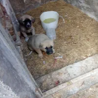 توله نژاد دار