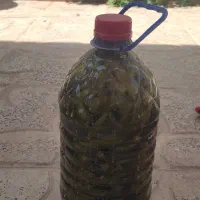 خیارشور خانگی ترد و خوشمزه کاملا بهداشتی|خوردنی و آشامیدنی|بلداجی, |دیوار