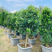 فروش گل و گیاه|گل و گیاه طبیعی|تنکابن, |دیوار