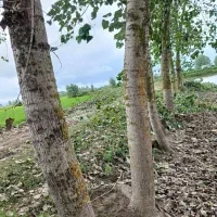 خرید و فروش انواع چوب آلات باغی و جنگلی