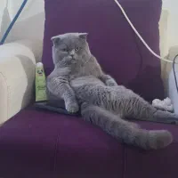 اسکاتیش ماده دوماهه کاملا بازیگوش واصیل|گربه|ساری, |دیوار