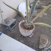 گلدانهای سرامیکی در حد نو|گل و گیاه طبیعی|دوگنبدان, |دیوار