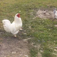 مرغ و خروس محلی +عروس هلندی، مرغ عشق