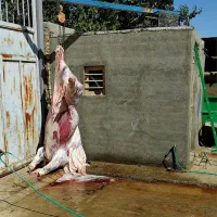 فروش گوساله بره بزعاله|خوردنی و آشامیدنی|جعفرآباد, |دیوار