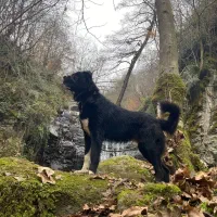 سارابی ۲۰ماهه مخصوص باغ ویلا