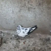 کفتر...|پرنده|یزد, |دیوار