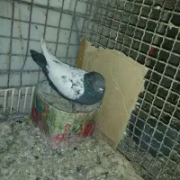 یه جفت سینه سیاه درجه یک بدون دم پوز|پرنده|داراب, |دیوار