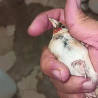 ماده سهره سه ساله آماده|پرنده|اهواز, گلستان|دیوار