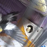 فروش ۲ جفت بالغ روی تخم و یک نر لوتینو