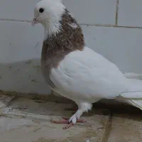 طوقی|پرنده|قم, میدان نو|دیوار