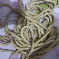 ده مار سرب پرده