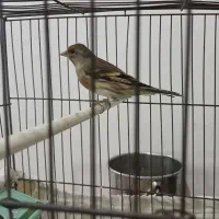 سهره قناری نر