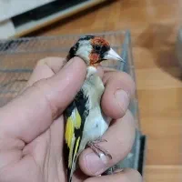 سهره نشون دار|پرنده|تهران, خلیج فارس|دیوار