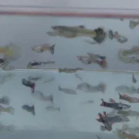 ماهی گوپی حراج شد قیمتی که میخواهید بخرید|ماهی|نیشابور, گنبد سبز|دیوار