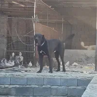 سرابی باشجره|سگ|ماهدشت, |دیوار