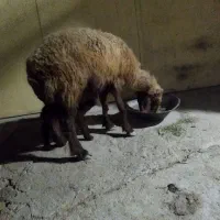 میش بره دار|حیوانات مزرعه|آبپخش, |دیوار