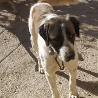 واگذاری سگ گله|سگ|صائین قلعه, |دیوار