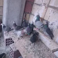 ی دسته آلمانی 19تای یزید|پرنده|بجنورد, |دیوار