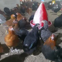 فروش مرغ گل پایگانی 6ماهه|حیوانات مزرعه|خضر آباد, |دیوار