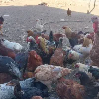 مرغ وخروس محلی