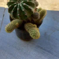 گل کاکتوس|گل و گیاه طبیعی|فولادشهر, B6|دیوار