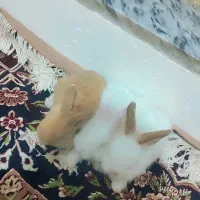 خرگوش|موش و خرگوش|نقده, |دیوار