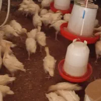 جوجه بوقلمون بیوتی زرین 6