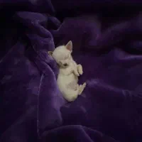 واگذاری سگ|سگ|رشت, فخب|دیوار