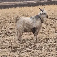 یک بزغاله بختیاری|حیوانات مزرعه|کرمانشاه, |دیوار