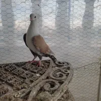 3عدد جوجه کلاغ کربلایی