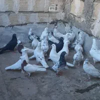 کبوتر سیماش و کلدا سفید یجا|پرنده|قم, نیروگاه|دیوار