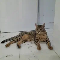 واگذاری گربه