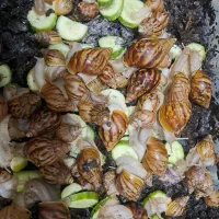 حلزون|خزنده|گرگان, |دیوار