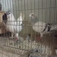 پرنده کبوتر