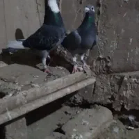 دوجفت پلاکی مسافتی درجه یک