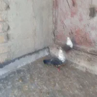 کبوتر|پرنده|مرودشت, دولت آباد|دیوار