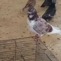 کفتر|پرنده|ارومیه, |دیوار