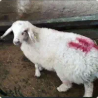 **بره تازه وکم چربی زنده جوان گوسفند ارمغانی