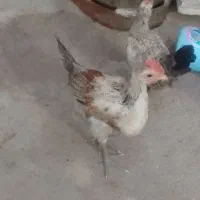 جوجه مرغ خروس