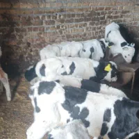 فروش ۱۱راس گوساله نر شیری