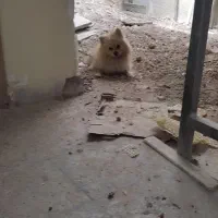 پامر|سگ|پاکدشت, پاکدشت (مامازند)|دیوار