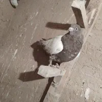 ۴۰۰۰۰۰۰|پرنده|خرم بید, |دیوار